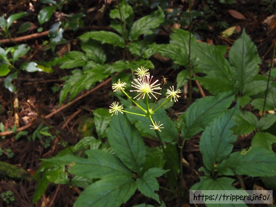 トチバニンジン