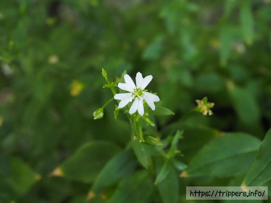 テバコマンテマ