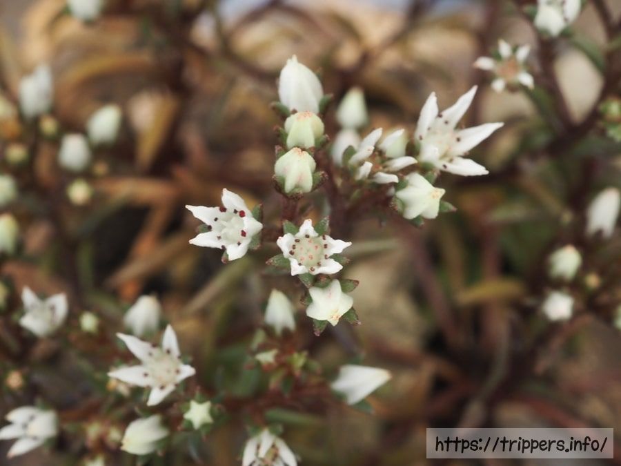 チャボツメレンゲ