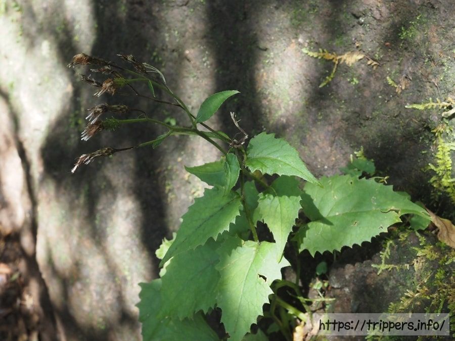 タンザワヒゴタイ