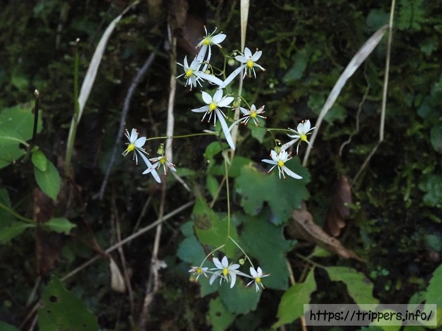 ダイモンジソウ