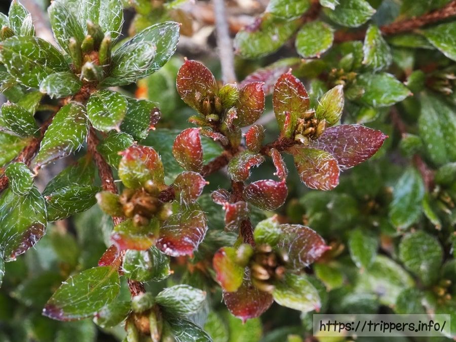 ハコネコメツツジの紅葉