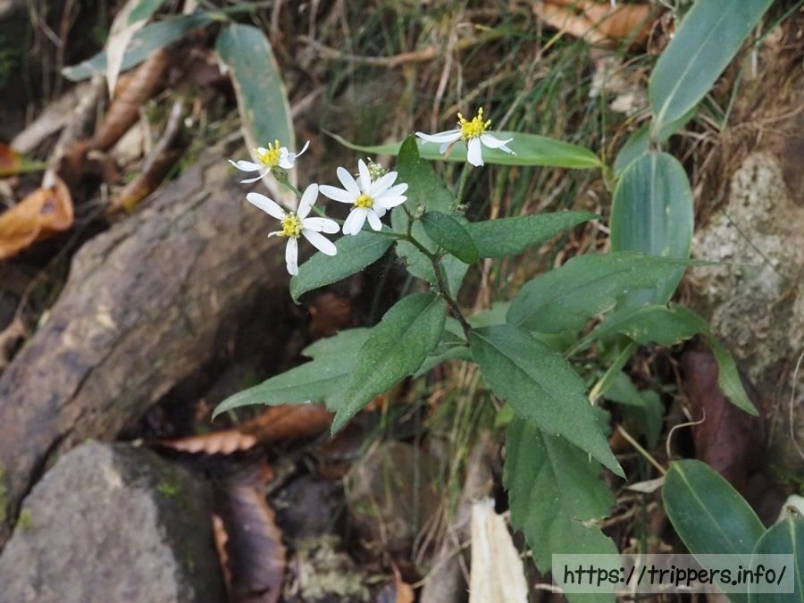 キントキシロヨメナ