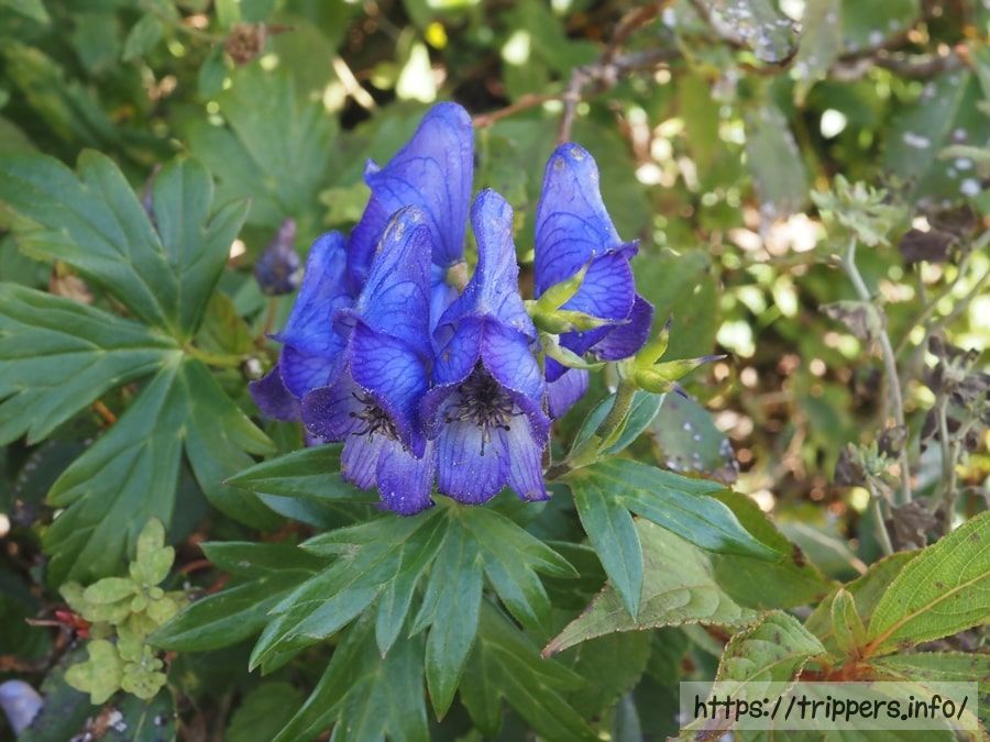 ハコネトリカブト