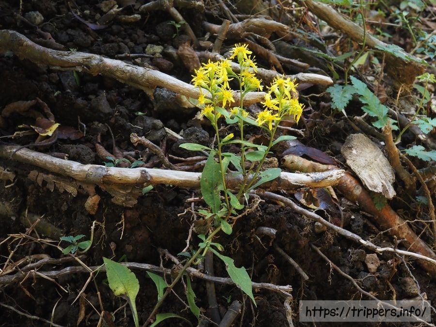アキノキリンソウ