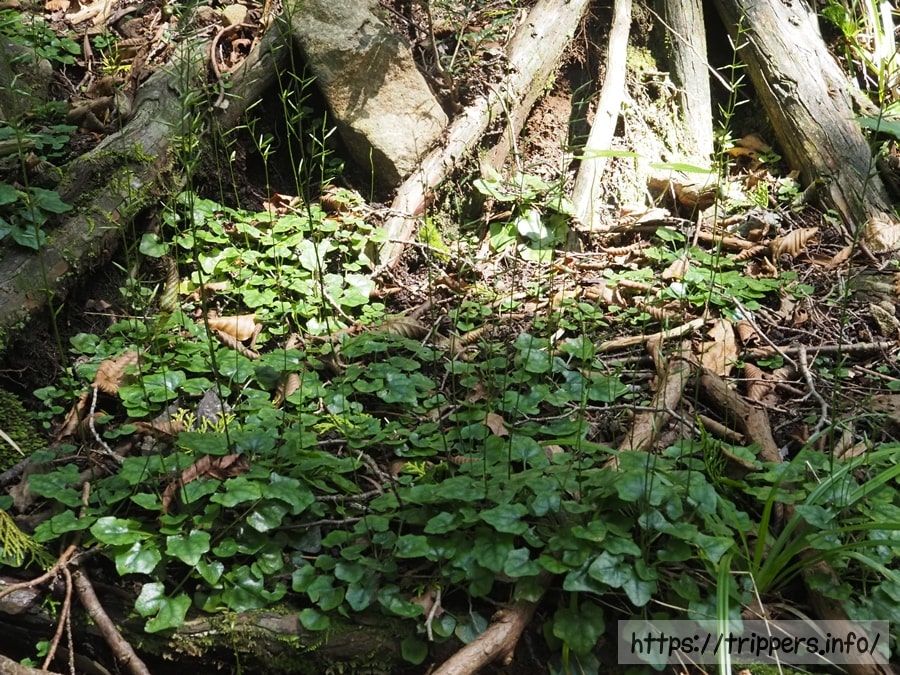 キッコウハグマ