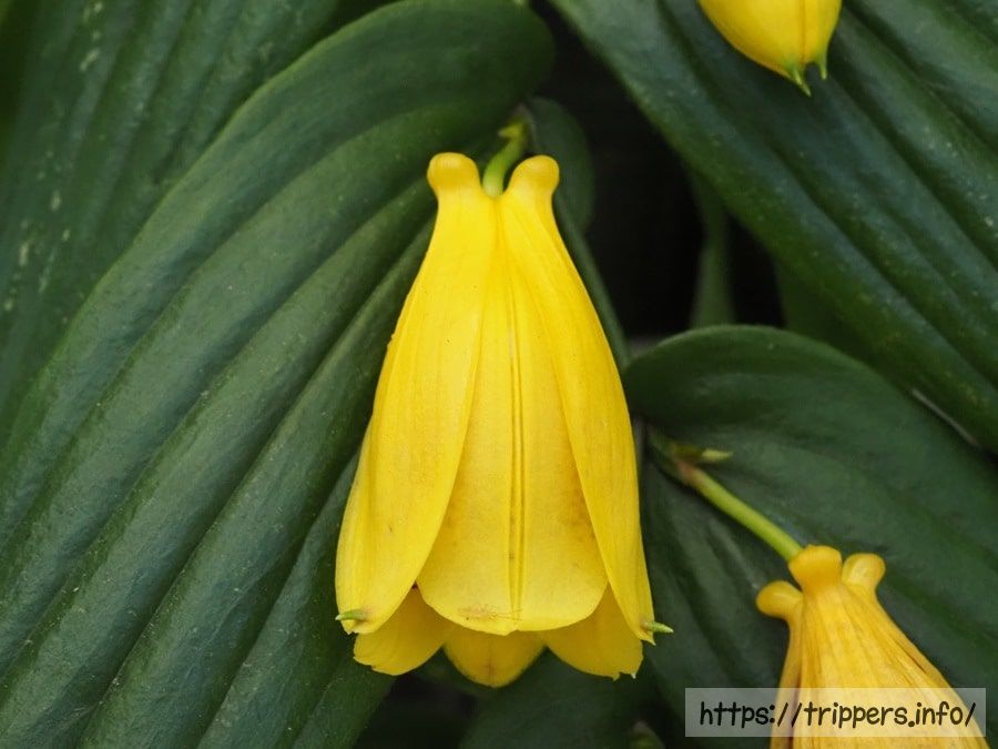 キイジョウロウホトトギス