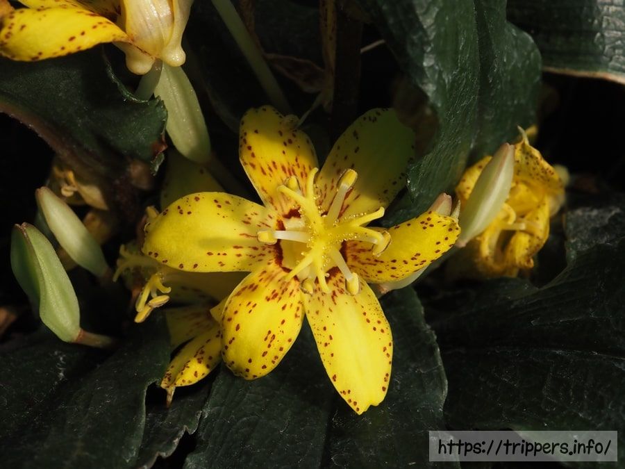 キバナホトトギス