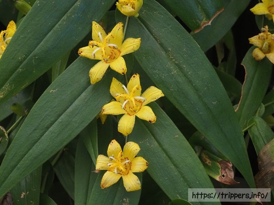 キバナノツキヌキホトトギス