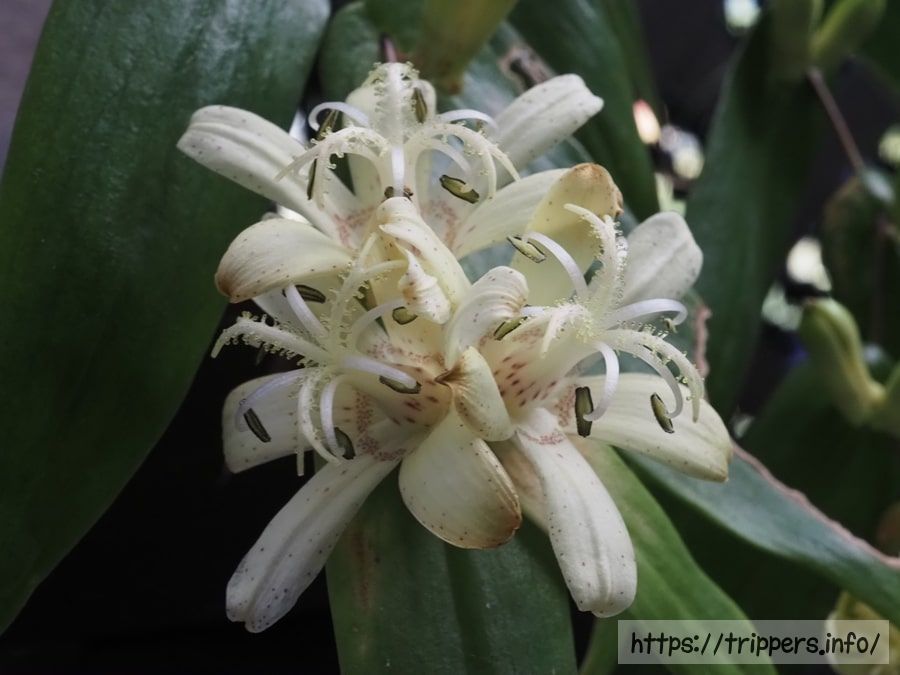 シロバナキバナノツキヌキホトトギス