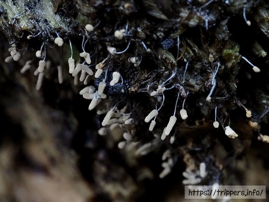 シロウツボホコリ