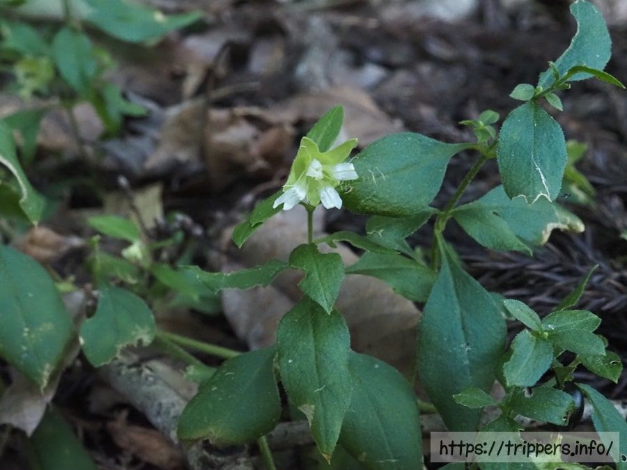 ナンバンハコベ