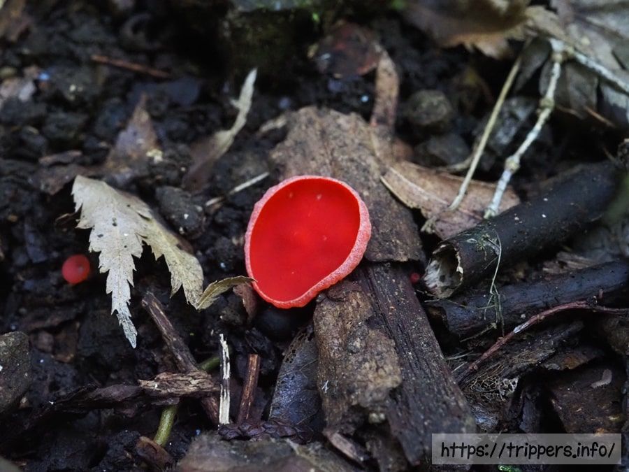 ベニチャワンタケモドキ