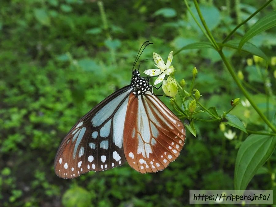 アケボノソウとアサギマダラ