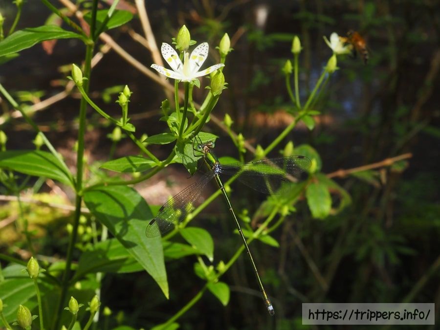 アケボノソウとトンボ