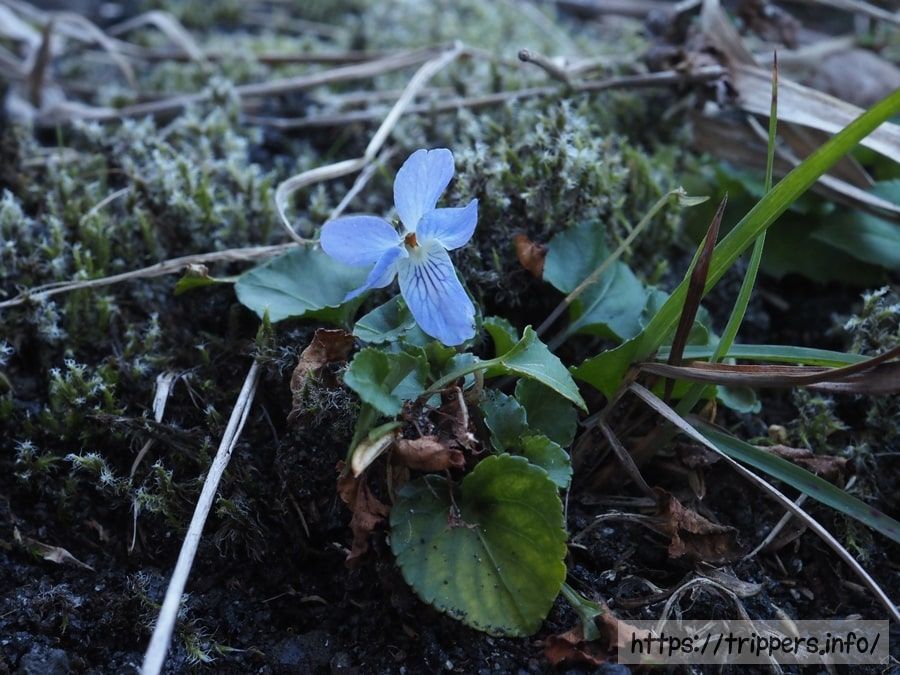 シチトウスミレ