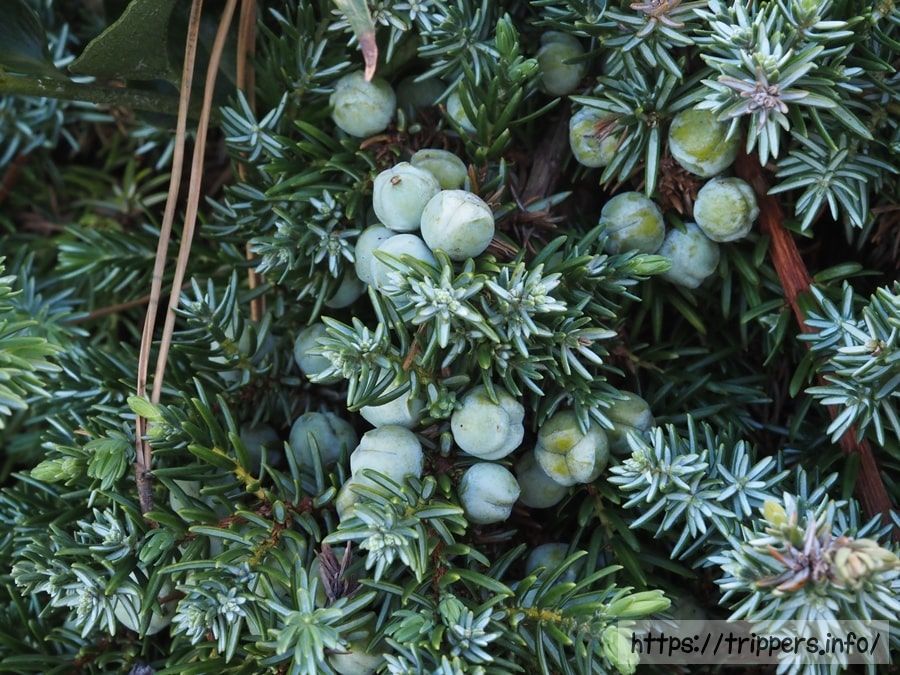 オオシマハイネズ