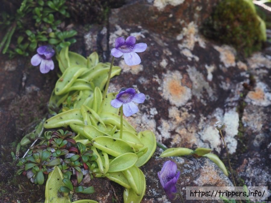 ムシトリスミレ