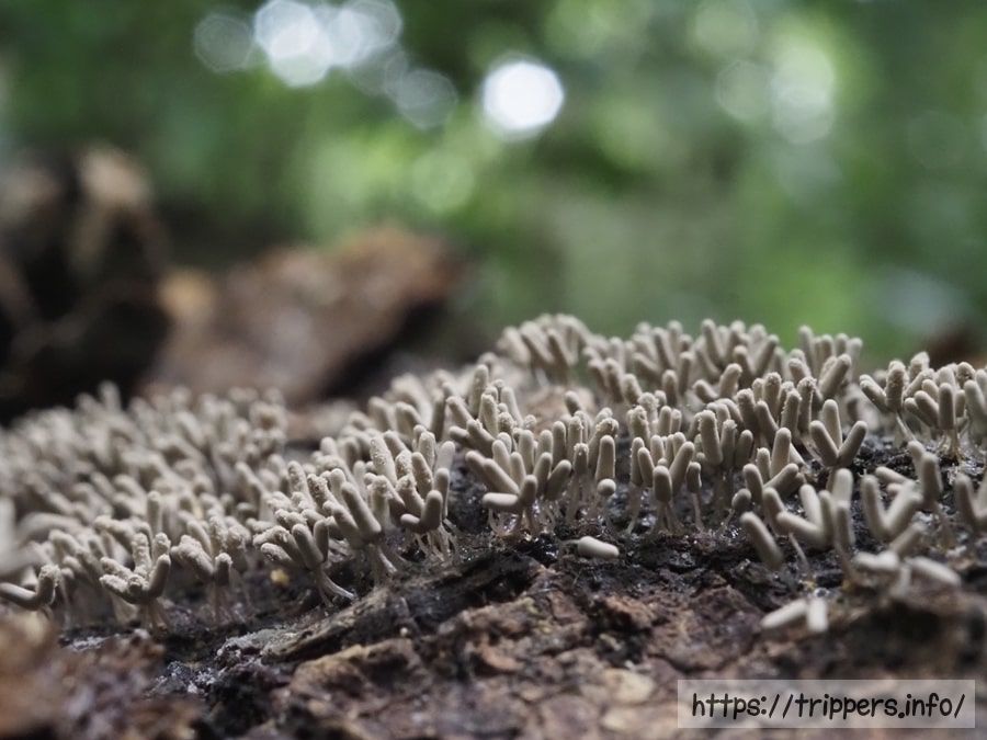 シロウツボホコリ