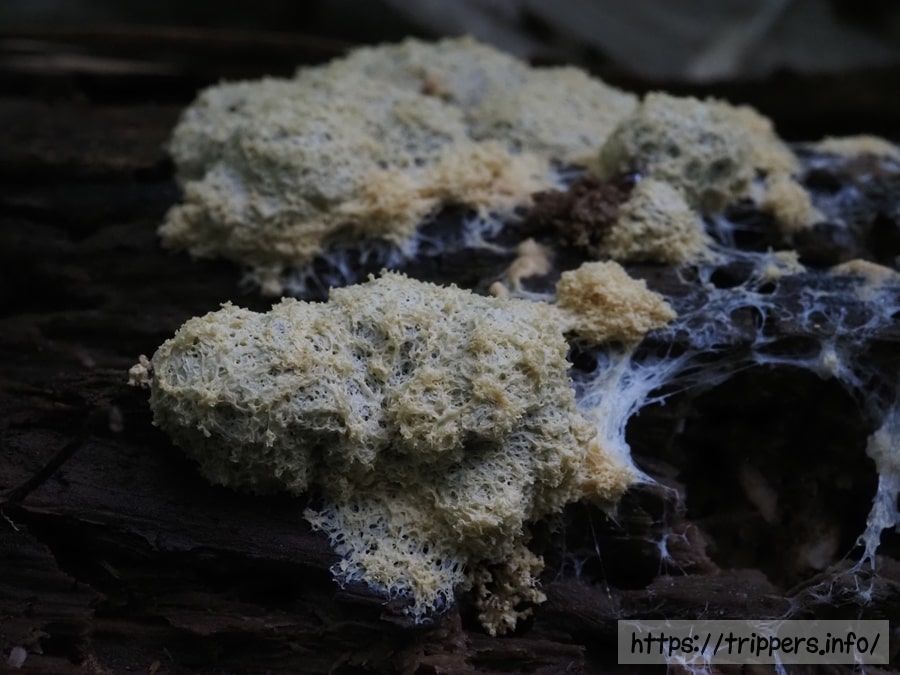 シロススホコリ