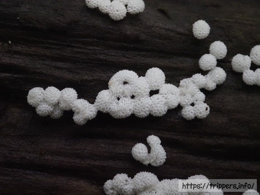 タマツノホコリ