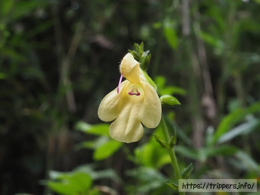 キバナアキギリ