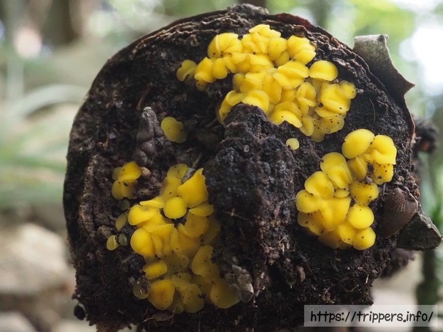 モエギビョウタケ