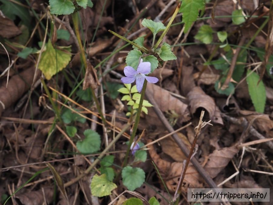タチツボスミレ
